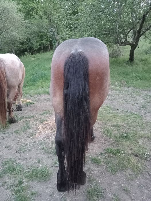 Vind mînz semi greu