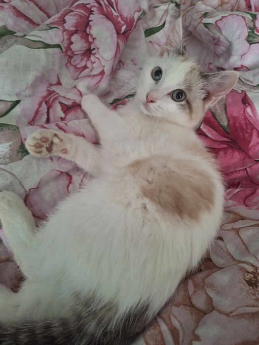 Кошечка в добрые руки