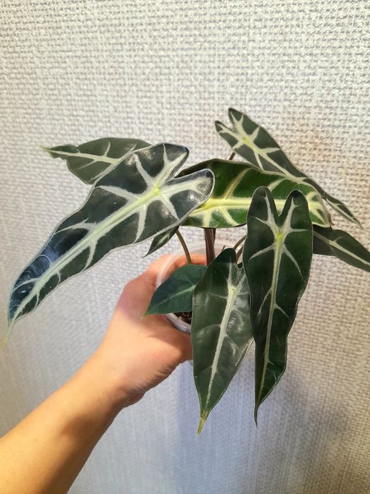 Продам Алоказия Бомбино