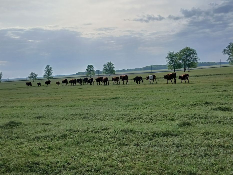 Продам КРС на доращивание . ірі кара