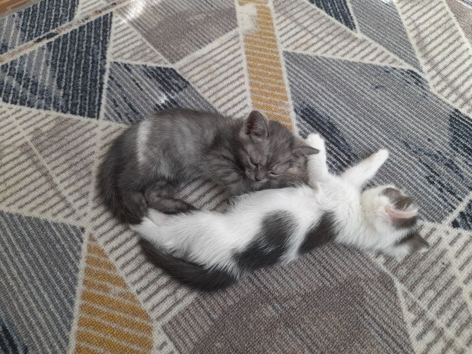 Продаётся  котята вислоухи