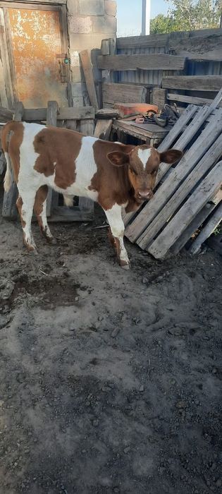Продам крупно рогатый скот