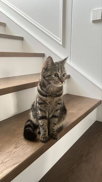 Отдам в добрые руки кошечку