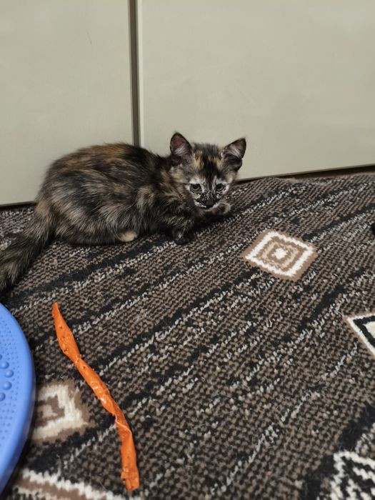 В добрые заботливые руки.