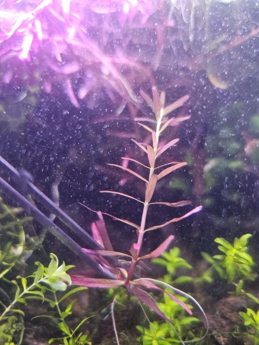 Ротала Хра/ ротала H'ra