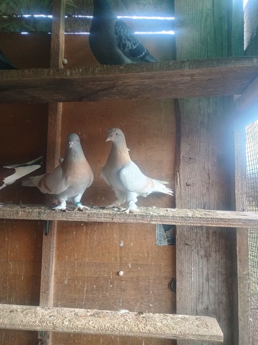 Porumbei takla cu joc