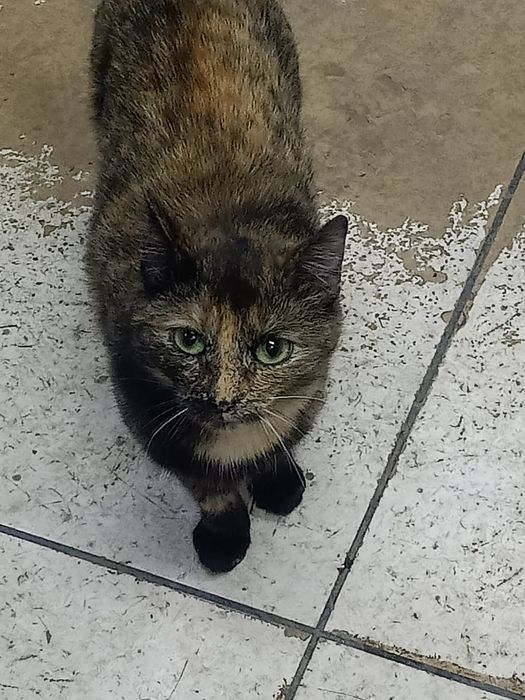 Кошечка в добрые руки