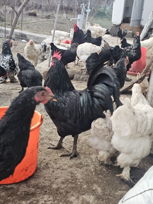 Австралорп хурозлари сотилади ( 4 та бор)