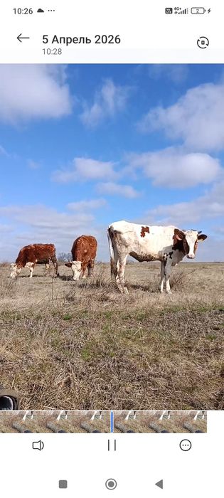 Продам племенных тёлок