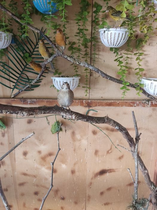 Канарейки и папугаи