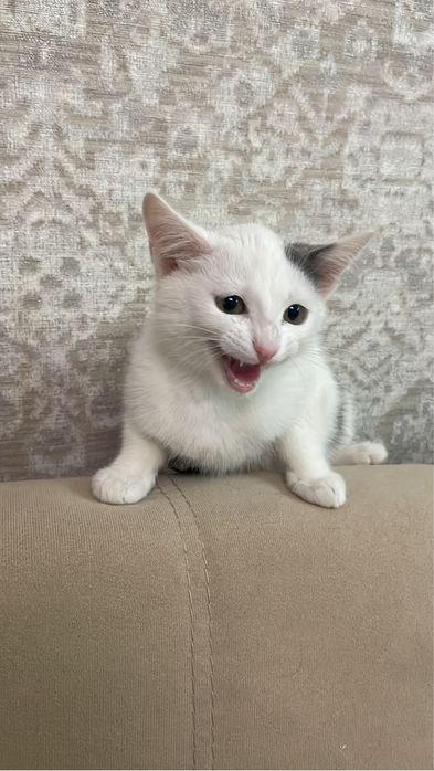 Отдам брутального парня
