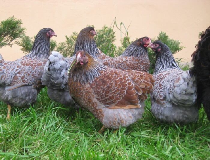 Виандот голубооакаймленный