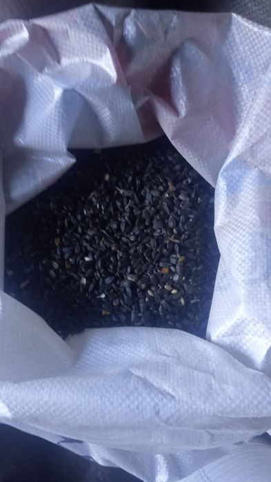 Овёс в мешках Костанай