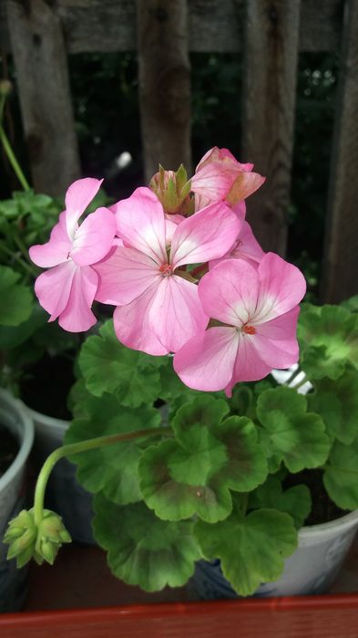 Продам герани, пеларгонии