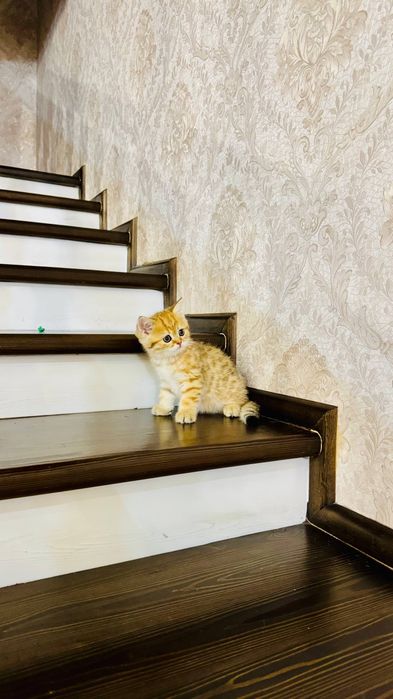 Продаётся чистокровный котята: 120 у.е. - Mushuklar Toshkent на Olx