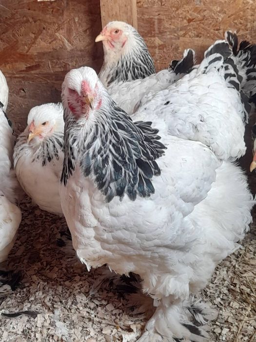 Vand pui brahma hd și brahma culoarea porțelan