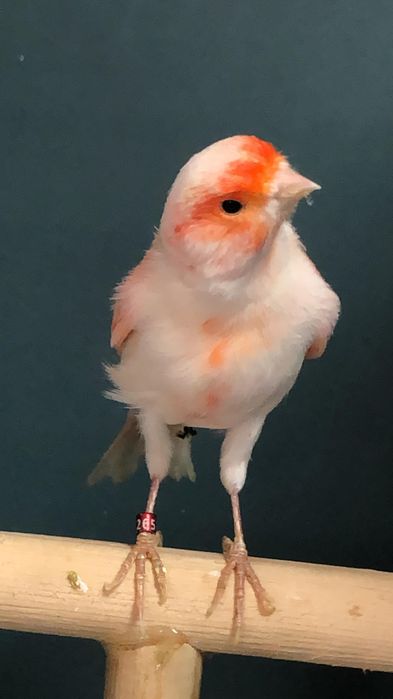 Канарейка (кенор) самец мазайка