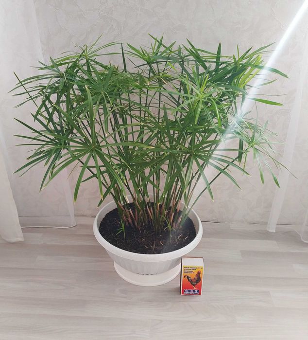 Комнатный цветок