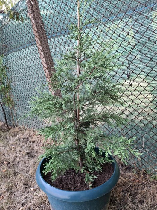 Кипарис, лейланд.