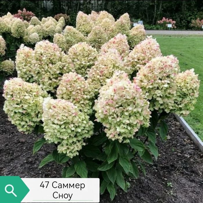 Продам гортензии