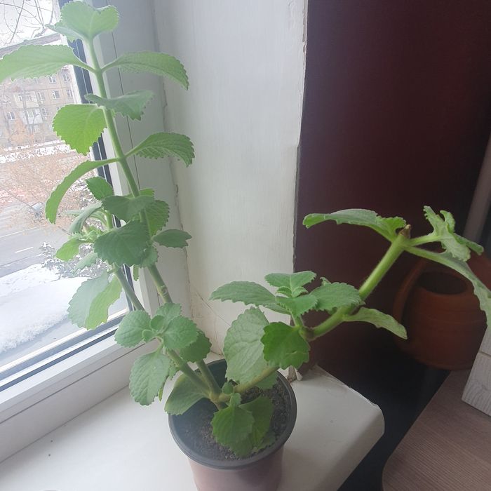 Плектрантус ( комнатная мята)