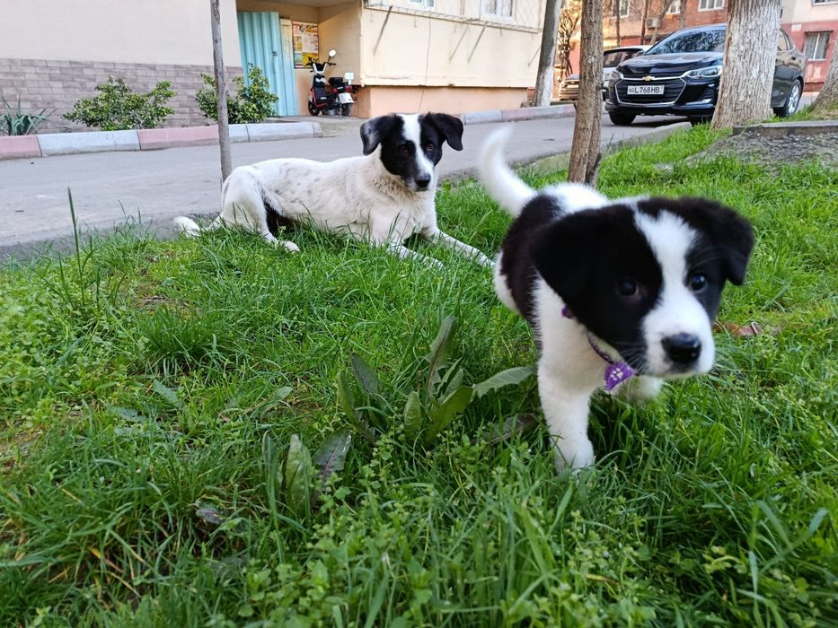 Щенок- девочка , 3 месяца