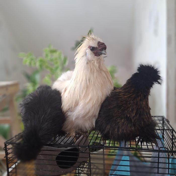 Шёлковые куры семья