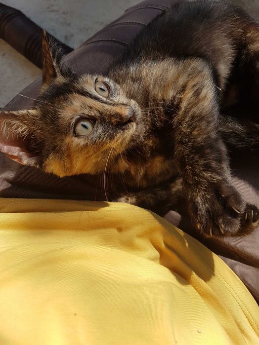 Ofer spre adoptie o pisicuta de 4 luni, dulce si iubitoare