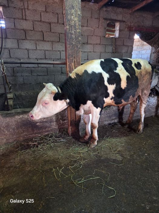 Продам племенного быка