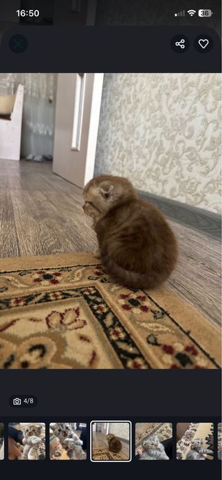 Шотладские котята
