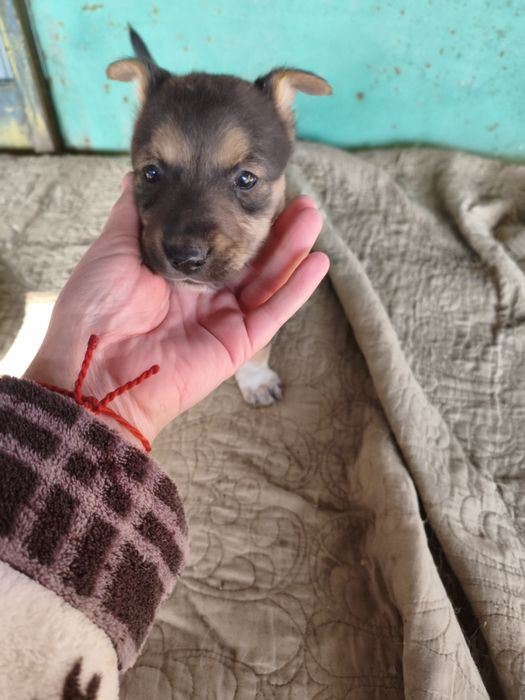 Отдам щенков в добрые руки!!!