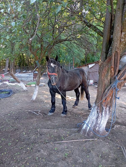 Vand armasar Percheron