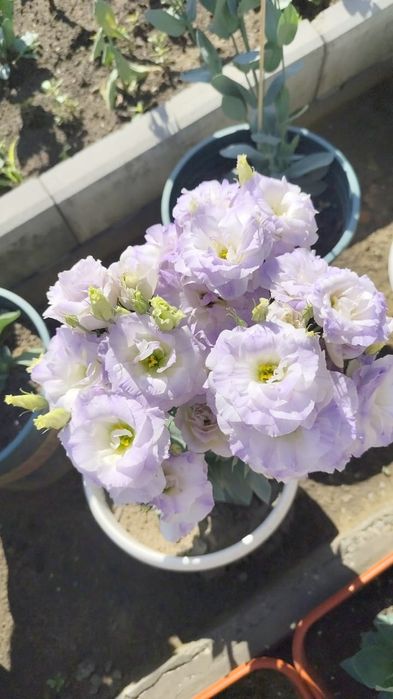 Цветы. Цветы. Цветы.