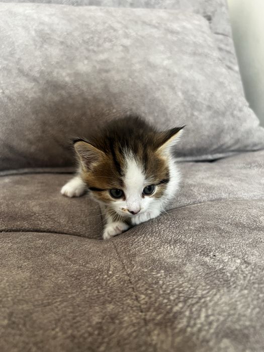 Котенок 1 месяц очень красивый