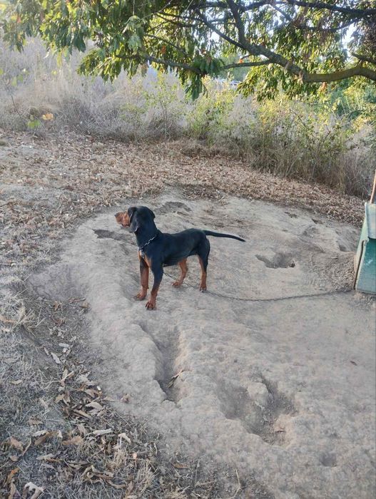 Лудогорско гонче женско