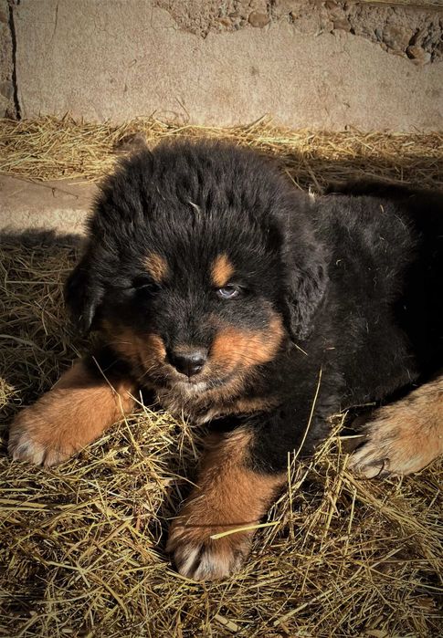 Cățeluș de Mastiff Tibetan, rasă pură