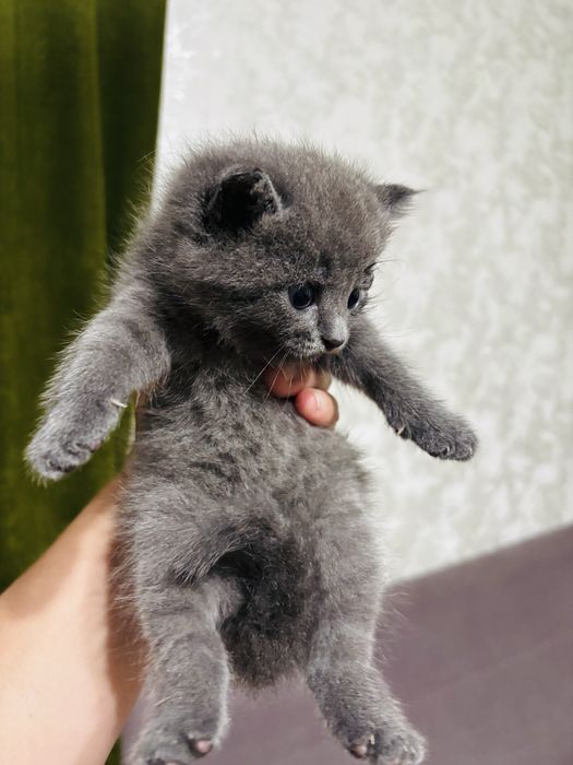 Котята 1мес 1 мальчик две девочки