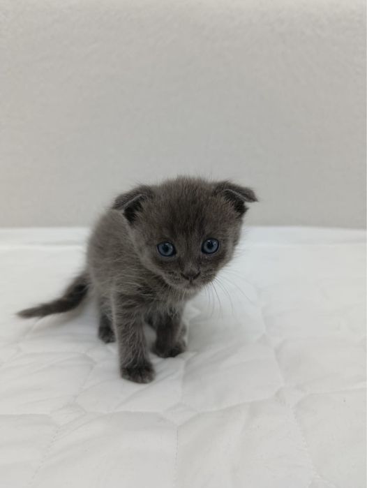 Котенок , мальчик , отдам в добрые руки !