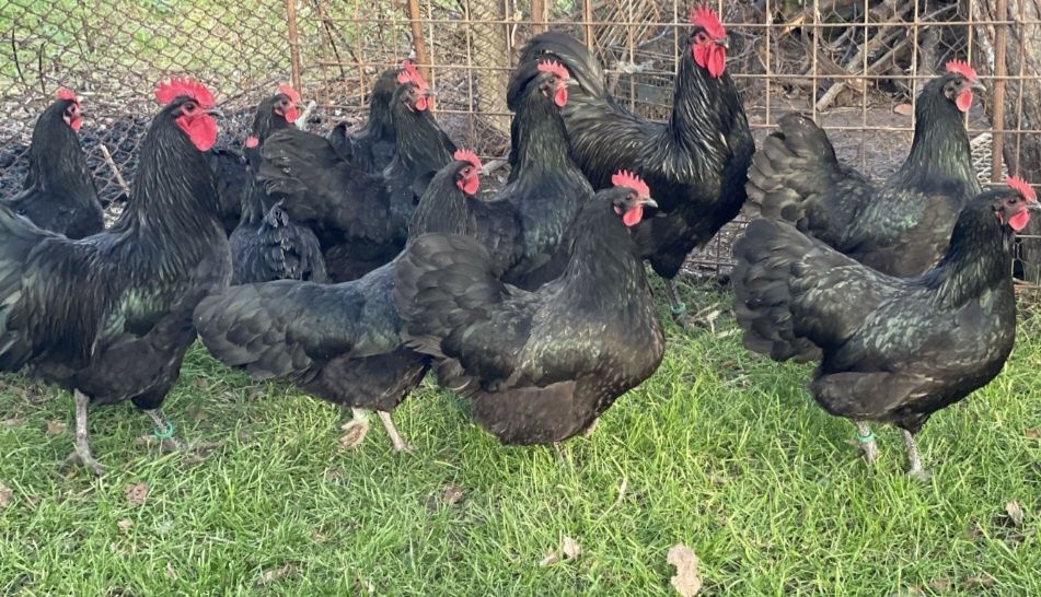 Oua incubat australorp