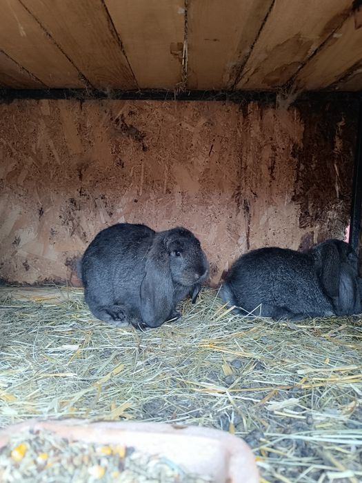 Vand iepuri berbec german