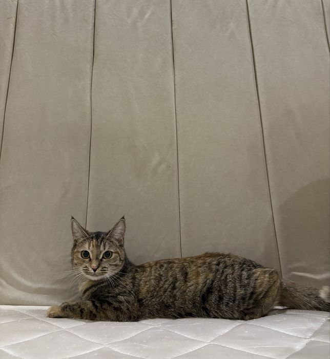 Отдам кошку в добрые руки!