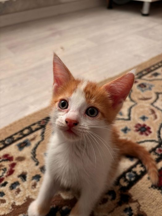 Отдам добрые руки