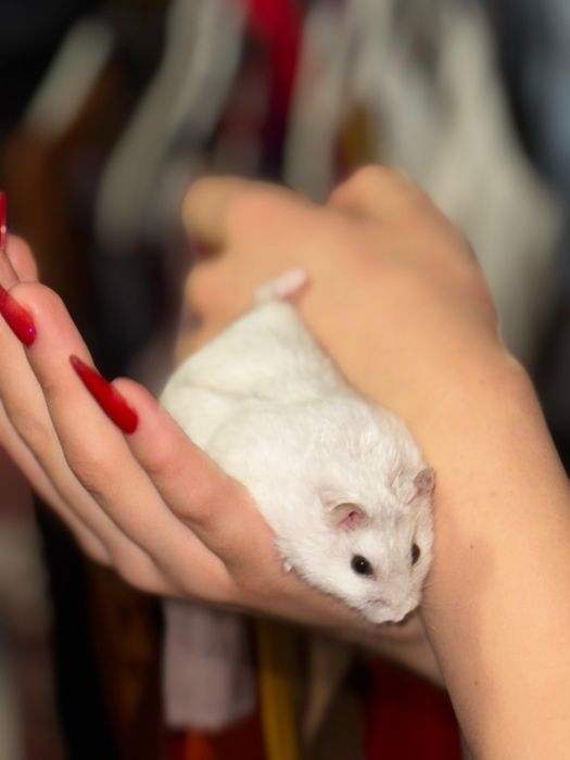 Vând hamster vine cu mâncare la pachet și maxim cutia