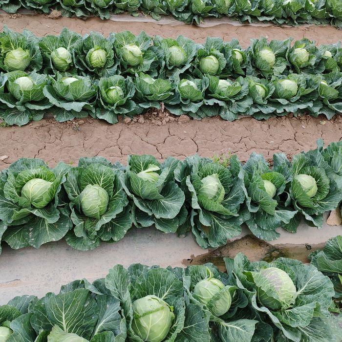 Капуста дайын Жетісайда