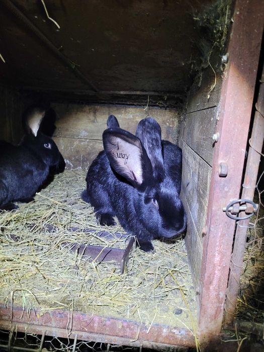 Iepuri marele german