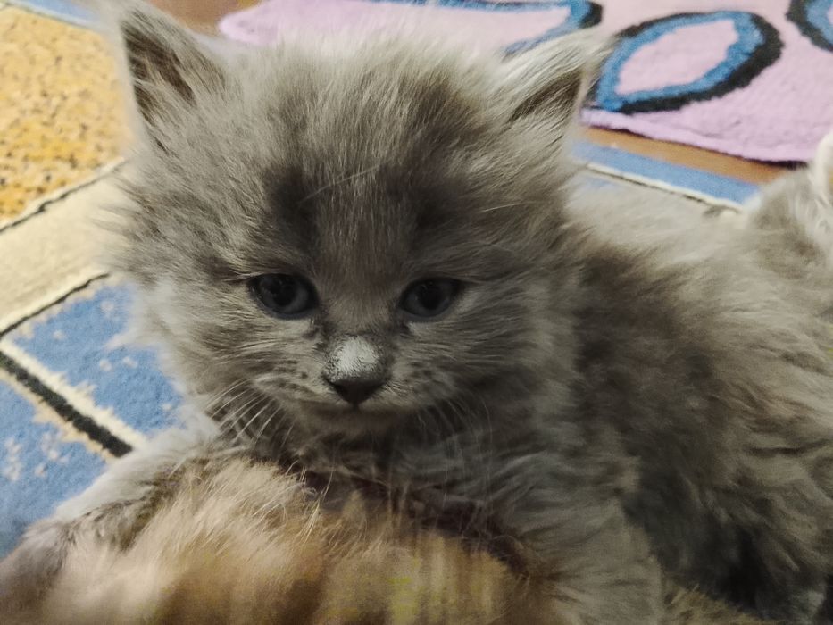 Отдам котят в добрые руки.