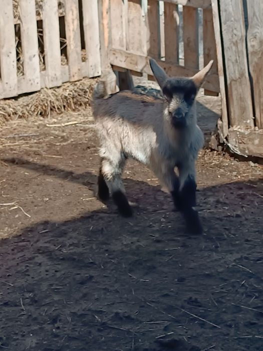 Продам козлика.. и козочку.