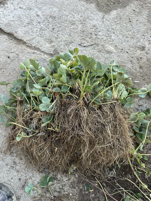 Целогодишни ягоди и малини