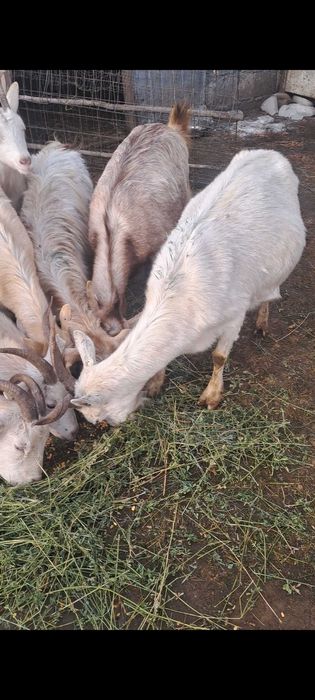 Vand sau schimb 8 capre gestante depuse de fătare