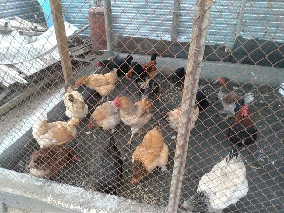 Əтештер сатылады/Продаются петушки.